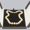 South Sea Pearl Necklace in box